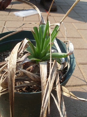  (Aloe integra - BHD482)  @11 [ ] No Rights Reserved  Unspecified Unspecified