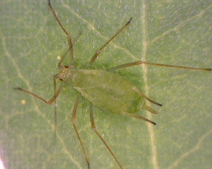  ( - BIOUG07983-D12)  @12 [ ] CreativeCommons - Attribution (2011) M. Alex Smith Centre for Biodiversity Genomics