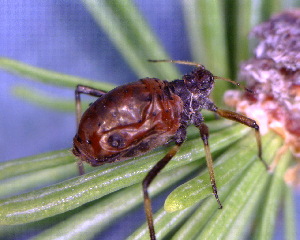  ( - BIOUG07985-B11)  @12 [ ] CreativeCommons - Attribution (2011) M. Alex Smith Centre for Biodiversity Genomics