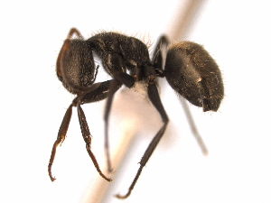  (Camponotus senex - 08COSTA-1213)  @14 [ ] Unspecified (default): All Rights Reserved  Unspecified Unspecified