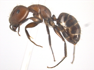  (Camponotus integellus - 10COSTA-0090)  @15 [ ] Unspecified (default): All Rights Reserved  Unspecified Unspecified
