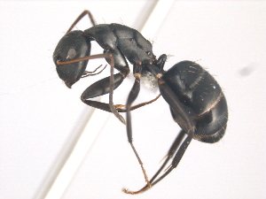  (Camponotus MAS005 - 10COSTA-0117)  @14 [ ] Unspecified (default): All Rights Reserved  Unspecified Unspecified