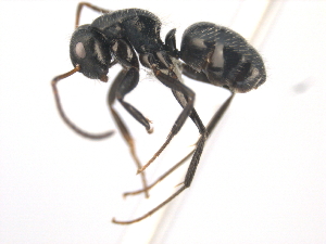  (Camponotus excisus - 10COSTA-0211)  @14 [ ] Unspecified (default): All Rights Reserved  Unspecified Unspecified