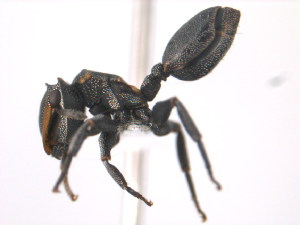  (Cephalotes MAS002 - 10COSTA-0494)  @14 [ ] Unspecified (default): All Rights Reserved  Unspecified Unspecified