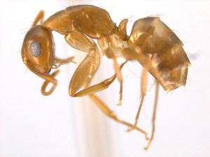  (Camponotus MAS024 - 10COSTA-0896)  @13 [ ] Unspecified (default): All Rights Reserved  Unspecified Unspecified