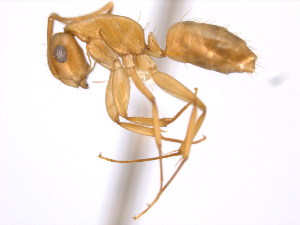  (Camponotus MAS025 - 10COSTA-1205)  @14 [ ] Unspecified (default): All Rights Reserved  Unspecified Unspecified