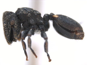  (Cephalotes MAS005 - 10COSTA-1216)  @15 [ ] Unspecified (default): All Rights Reserved  Unspecified Unspecified
