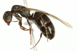  (Camponotus MAS026 - 10COSTA-1222)  @14 [ ] Unspecified (default): All Rights Reserved  Unspecified Unspecified