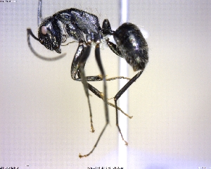  (Camponotus MAS015 - BIOUG00401-G09)  @13 [ ] CreativeCommons - Attribution (2011) M. Alex Smith Centre for Biodiversity Genomics