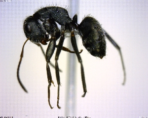  (Camponotus MAS010 - BIOUG00816-D01)  @15 [ ] CreativeCommons - Attribution (2011) M. Alex Smith Centre for Biodiversity Genomics