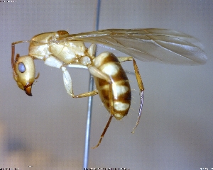  (Camponotus conspicuus - BIOUG01261-F02)  @15 [ ] CreativeCommons - Attribution (2011) M. Alex Smith Centre for Biodiversity Genomics