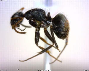  (Camponotus planatus - BIOUG01324-F09)  @15 [ ] CreativeCommons - Attribution (2011) M. Alex Smith Centre for Biodiversity Genomics