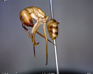  (Camponotus conspicuus - BIOUG01325-F02)  @15 [ ] CreativeCommons - Attribution (2011) M. Alex Smith Centre for Biodiversity Genomics