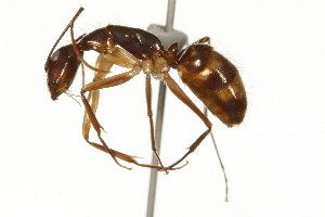  (Camponotus MAS001 - 08COSTA-0419)  @14 [ ] Unspecified (default): All Rights Reserved  Unspecified Unspecified