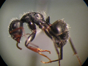  (Camponotus MAS012 - MAS451-08)  @14 [ ] Unspecified (default): All Rights Reserved  Unspecified Unspecified