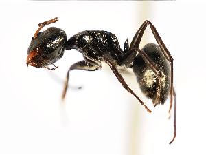  (Camponotus MAS011 - MAS022-08b)  @14 [ ] CreativeCommons - Attribution (2008) CBG Photography Group Centre for Biodiversity Genomics