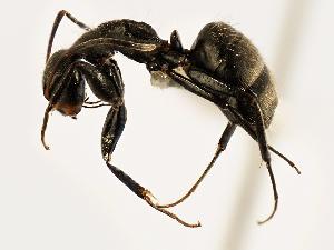  (Camponotus novogranadensis - MAS033-08d)  @15 [ ] CreativeCommons - Attribution (2008) CBG Photography Group Centre for Biodiversity Genomics