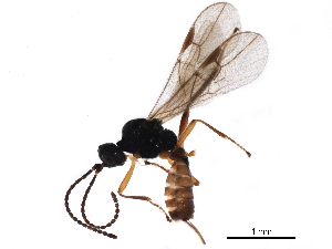  ( - DHJPAR0045937)  @11 [ ] CreativeCommons - Attribution (2018) CBG Photography Group Centre for Biodiversity Genomics