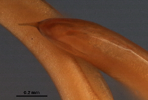  ( - DHJPAR0046212)  @11 [ ] CreativeCommons - Attribution (2019) CBG Photography Group Centre for Biodiversity Genomics