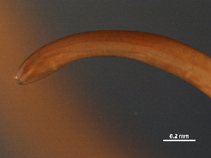  ( - DHJPAR0046212)  @11 [ ] CreativeCommons - Attribution (2019) CBG Photography Group Centre for Biodiversity Genomics