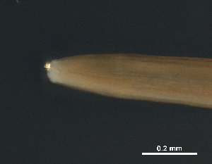  ( - DHJPAR0046219)  @11 [ ] CreativeCommons - Attribution (2019) CBG Photography Group Centre for Biodiversity Genomics