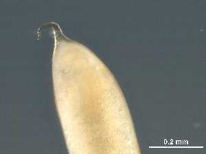  ( - DHJPAR0046219)  @11 [ ] CreativeCommons - Attribution (2019) CBG Photography Group Centre for Biodiversity Genomics