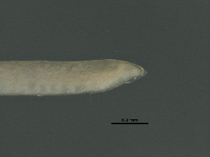  ( - DHJPAR0046353)  @11 [ ] CreativeCommons - Attribution (2019) CBG Photography Group Centre for Biodiversity Genomics