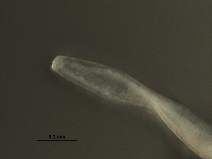  ( - DHJPAR0046353)  @11 [ ] CreativeCommons - Attribution (2019) CBG Photography Group Centre for Biodiversity Genomics