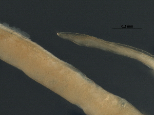  ( - DHJPAR0046370)  @11 [ ] CreativeCommons - Attribution (2019) CBG Photography Group Centre for Biodiversity Genomics