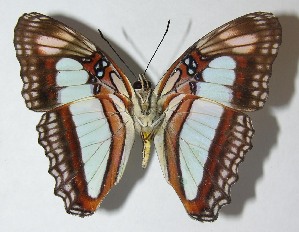  ( - 11-SRNP-31280)  @14 [ ] CreativeCommons - Attribution Non-Commercial Share-Alike (2013) Daniel H. Janzen Guanacaste Dry Forest Conservation Fund