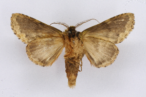  ( - INB0004158701)  @14 [ ] CreativeCommons - Attribution Non-Commercial Share-Alike (2010) Daniel H. Janzen Guanacaste Dry Forest Conservation Fund