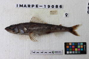  (Aulopus sp - IMARPE-19086)  @11 [ ] Copyright (2024) Unspecified Instituto del Mar del Peru
