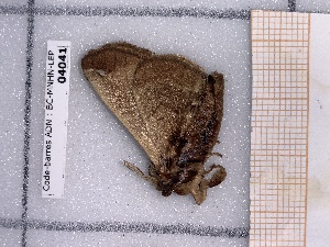  ( - BC-MNHN-LEP-04061)  @11 [ ] rodolphe.rougerie@mnhn.fr (2023) Rodolphe Rougerie Museum National d'histoire Naturelle