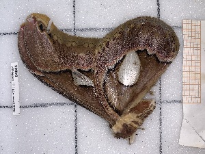  ( - BC-MNHN-LEP-04065)  @11 [ ] rodolphe.rougerie@mnhn.fr (2023) Rodolphe Rougerie Museum National d'histoire Naturelle