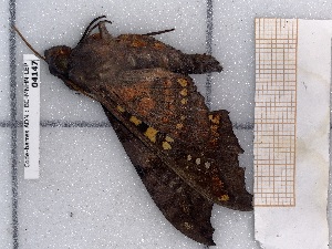  ( - BC-MNHN-LEP-04147)  @11 [ ] rodolphe.rougerie@mnhn.fr (2023) Rodolphe Rougerie Museum National d'histoire Naturelle