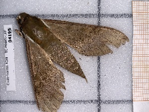  ( - BC-MNHN-LEP-04195)  @11 [ ] rodolphe.rougerie@mnhn.fr (2023) Rodolphe Rougerie Museum National d'histoire Naturelle