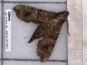  ( - BC-MNHN-LEP-04483)  @11 [ ] rodolphe.rougerie@mnhn.fr (2023) Rodolphe Rougerie Museum National d'histoire Naturelle