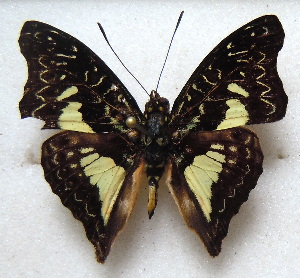  (Euptera falcata - MLIB-1723)  @15 [ ] CreativeCommons - Attribution (2015) Michel Libert Centre for Biodiversity Genomics