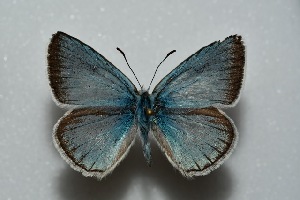  (Polyommatus alibalii - MLIB-2466)  @11 [ ] CreativeCommons - Attribution Non-Commercial Share-Alike (2018) Frédéric Carbonell BIO Photography Group