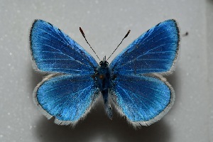  (Polyommatus sertavulensis - MLIB-2468)  @11 [ ] CreativeCommons - Attribution Non-Commercial Share-Alike (2018) Frédéric Carbonell Centre for Biodiversity Genomics