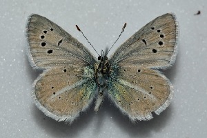  (Polyommatus sertavulensis - MLIB-2468)  @11 [ ] CreativeCommons - Attribution Non-Commercial Share-Alike (2018) Frédéric Carbonell BIO Photography Group