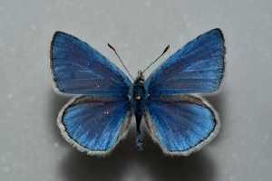  (Polyommatus ernesti - MLIB-2478)  @11 [ ] CreativeCommons - Attribution Non-Commercial Share-Alike (2018) Frédéric Carbonell BIO Photography Group
