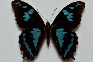 (Papilio phorbanta - MLIB-2483)  @11 [ ] CreativeCommons - Attribution Non-Commercial Share-Alike (2018) Frédéric Carbonell Centre for Biodiversity Genomics