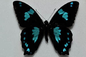  (Papilio manlius - MLIB-2484)  @11 [ ] CreativeCommons - Attribution Non-Commercial Share-Alike (2018) Frédéric Carbonell Centre for Biodiversity Genomics