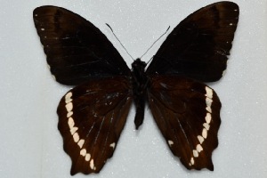  (Papilio manlius - MLIB-2484)  @11 [ ] CreativeCommons - Attribution Non-Commercial Share-Alike (2018) Frédéric Carbonell BIO Photography Group