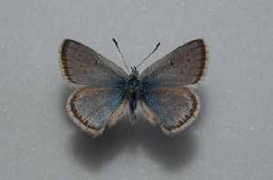  (Polyommatus molleti - MLIB-2586)  @11 [ ] CreativeCommons - Attribution Non-Commercial Share-Alike (2019) Frédéric Carbonell BIO Photography Group