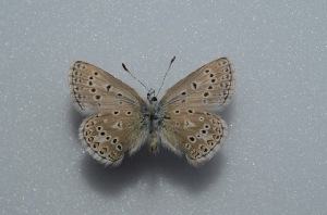  (Polyommatus molleti - MLIB-2586)  @11 [ ] CreativeCommons - Attribution Non-Commercial Share-Alike (2019) Frédéric Carbonell BIO Photography Group
