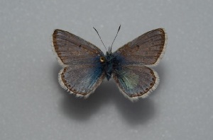  (Polyommatus erotulus - MLIB-2587)  @11 [ ] CreativeCommons - Attribution Non-Commercial Share-Alike (2019) Frédéric Carbonell BIO Photography Group
