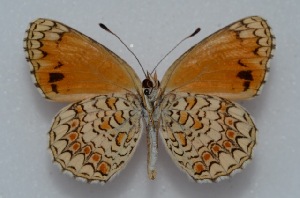 (Melitaea meherparvari - MLIB-2588)  @11 [ ] CreativeCommons - Attribution Non-Commercial Share-Alike (2019) Frédéric Carbonell BIO Photography Group