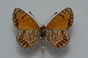  (Melitaea wiltshirei - MLIB-2591)  @11 [ ] CreativeCommons - Attribution Non-Commercial Share-Alike (2019) Frédéric Carbonell Centre for Biodiversity Genomics